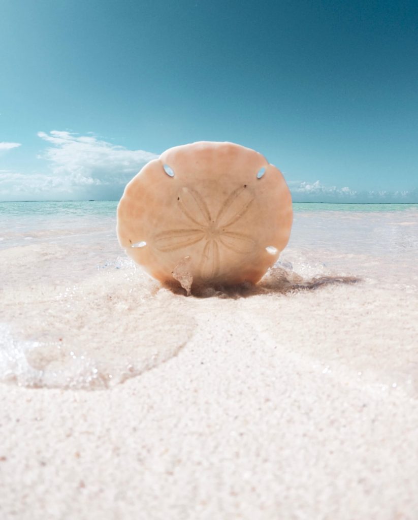 ocean waves brandon imbriale